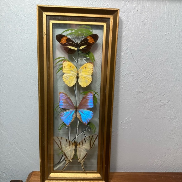 Framed Butterfly Shadowbox - Yellow, Blue, Brown Accents - Picture 3 of 9